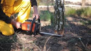 Trusted Berkeley, MO Tree Removal Experts