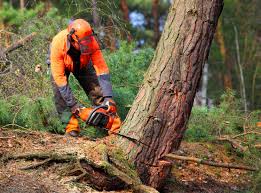 Best Arborist Consultation Services  in Berkeley, MO