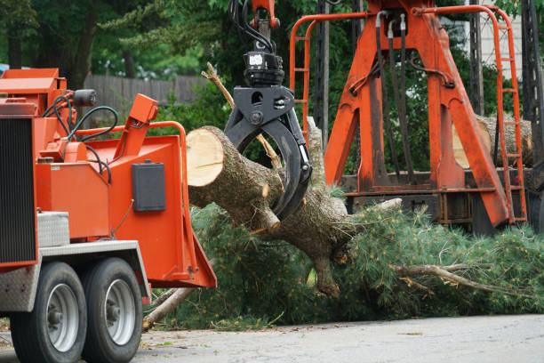 Best Fruit Tree Pruning  in Berkeley, MO